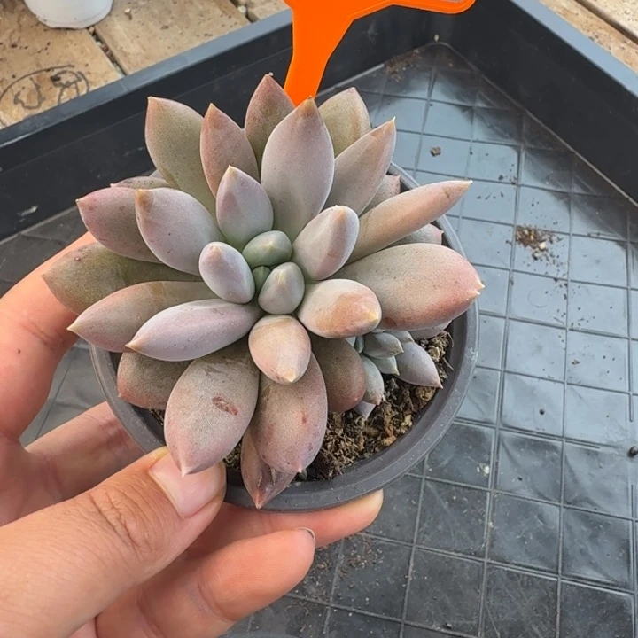 彩胖体哥特一物一拍419