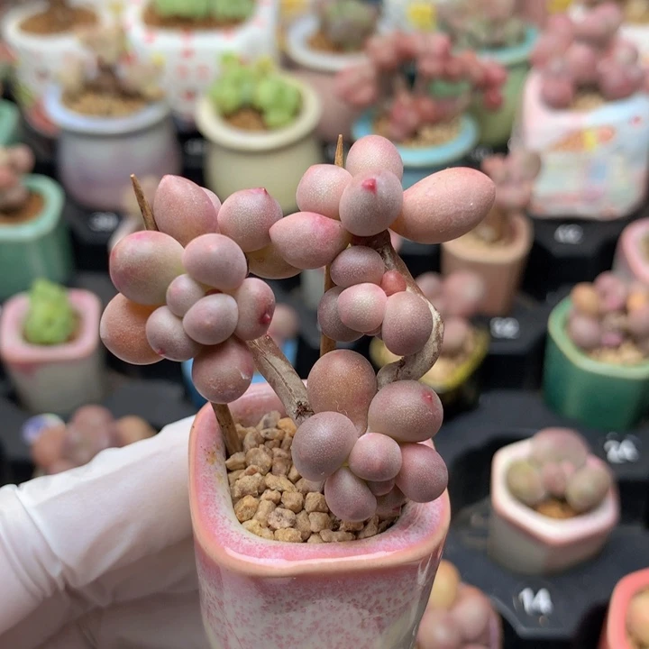 仙子奶酪 6头 木质