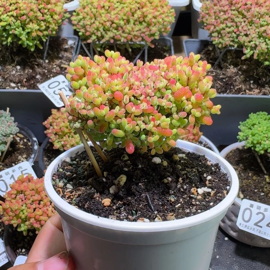 枝干番杏爱心蜜橘糖球064