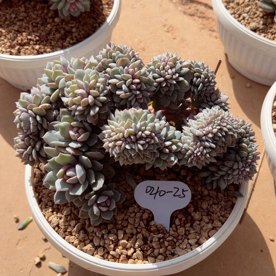 君****&0210-25戴露露缀多肉