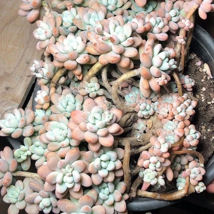 从**念57//////////////