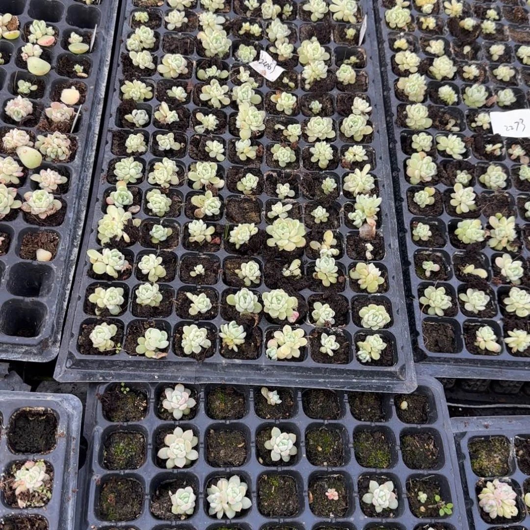 831 穴3个满25包邮