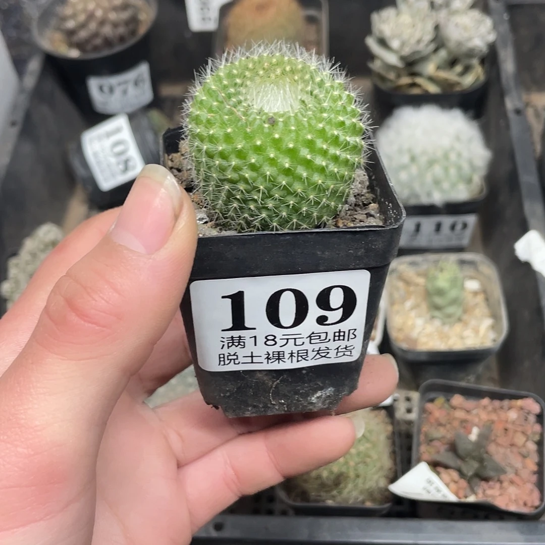 109青雪光（满18包邮）