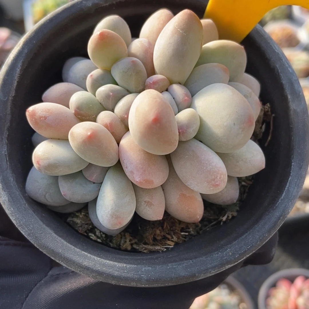 6121香水多肉植物保护