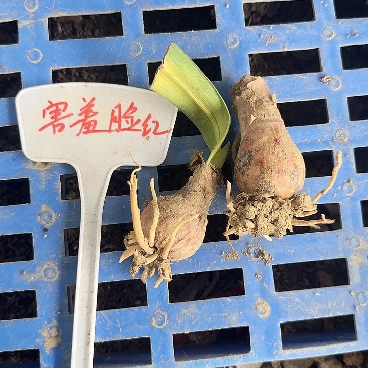 害羞脸红朱顶红一物2棵