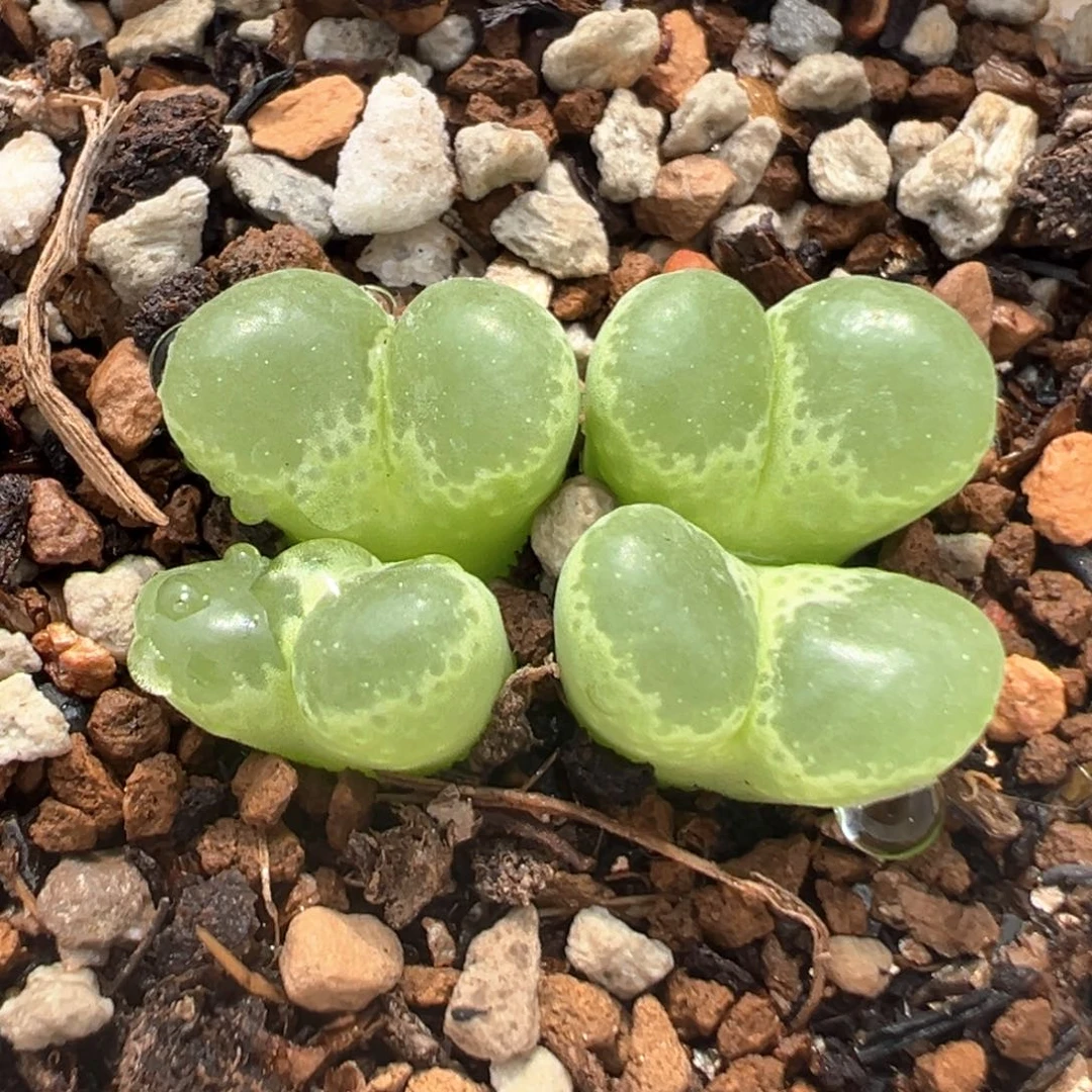 018多肉植物种类