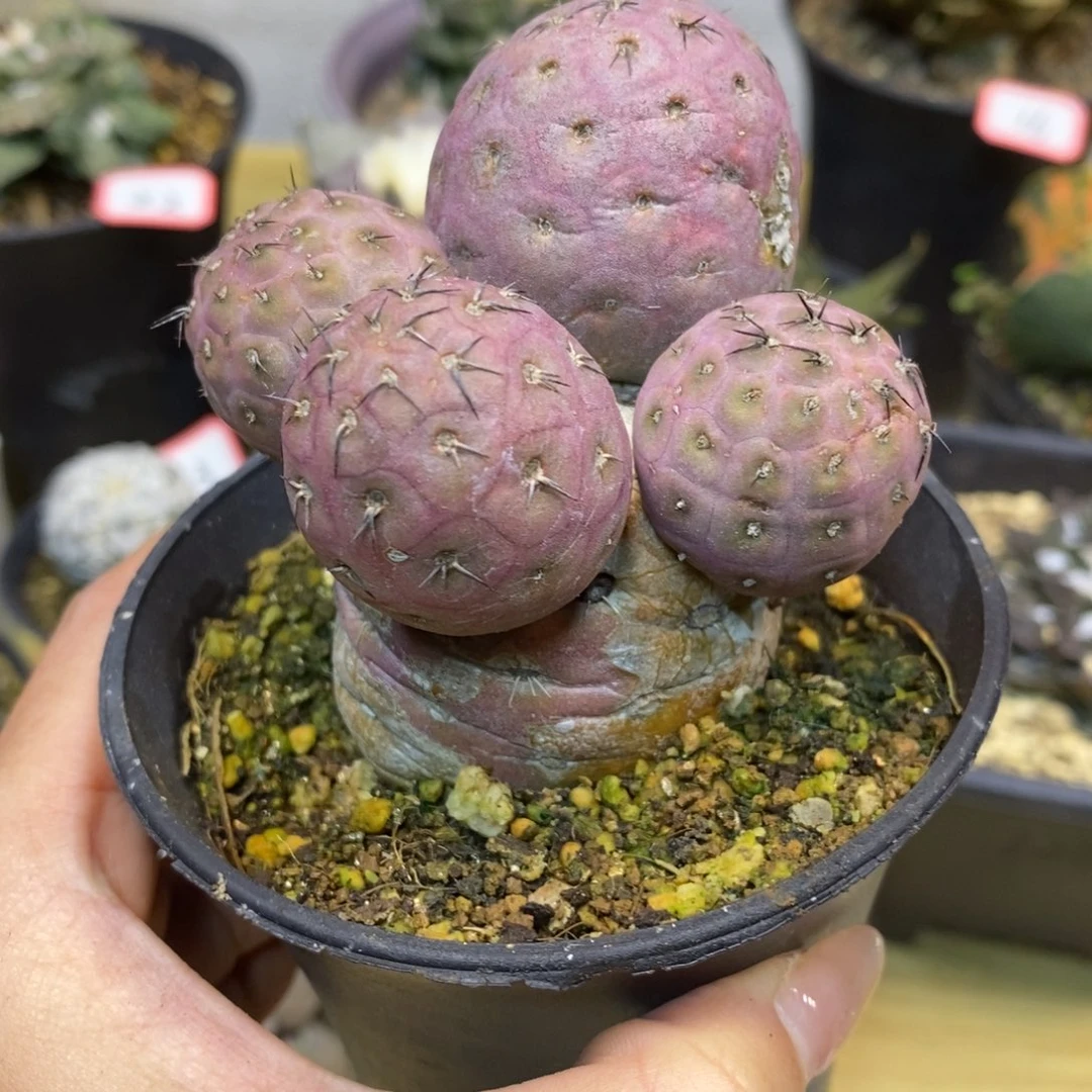 30号 萝卜根紫皮习志野7.5公分