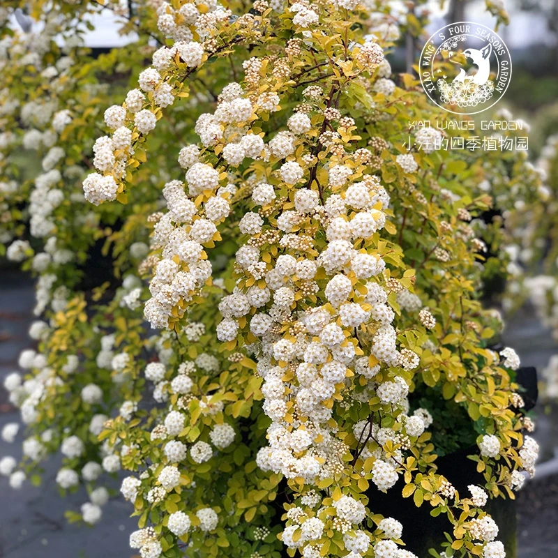菱叶绣线菊 黄金喷泉 花灌木春季开花多年生耐寒耐热户外花园植物