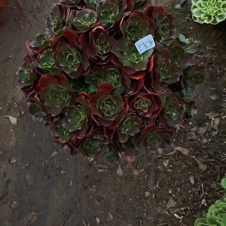 H***师魅金000000000554号