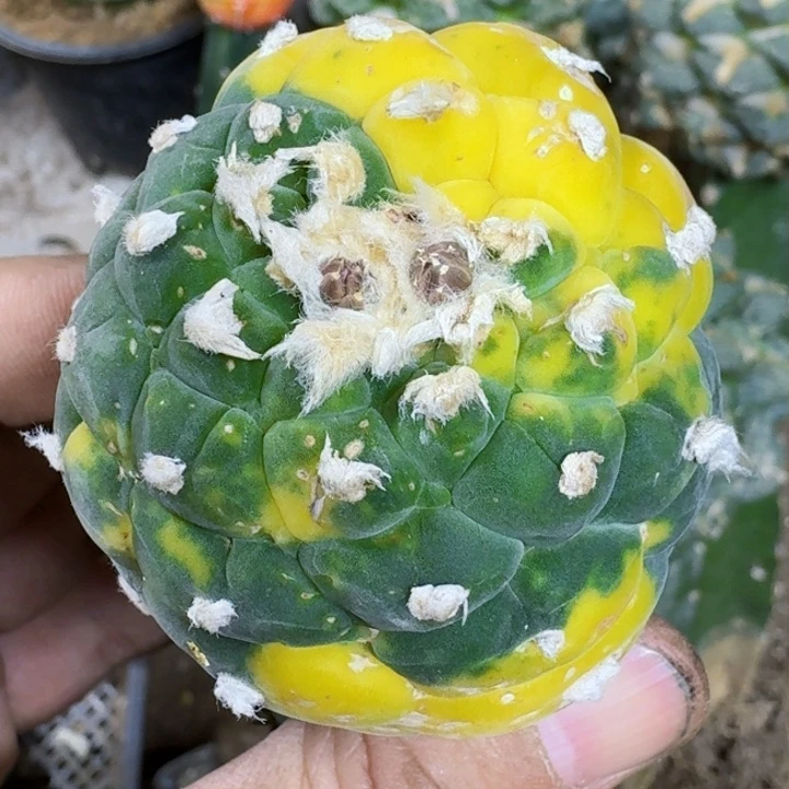 福利苗接银锦082