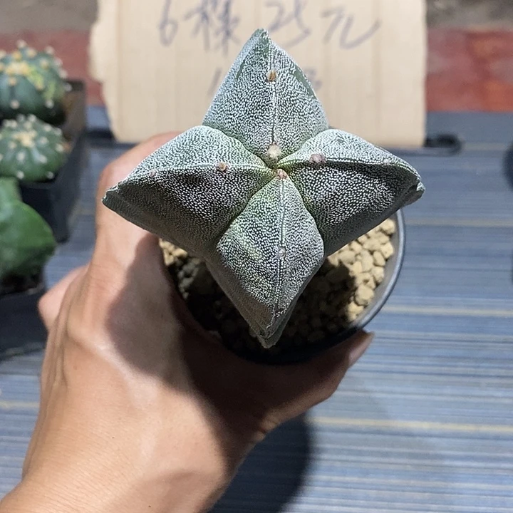 石***美鸾凤玉实生脱土发货
