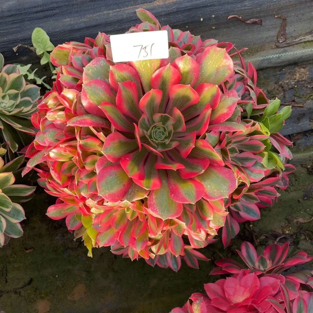 75111111111111111111