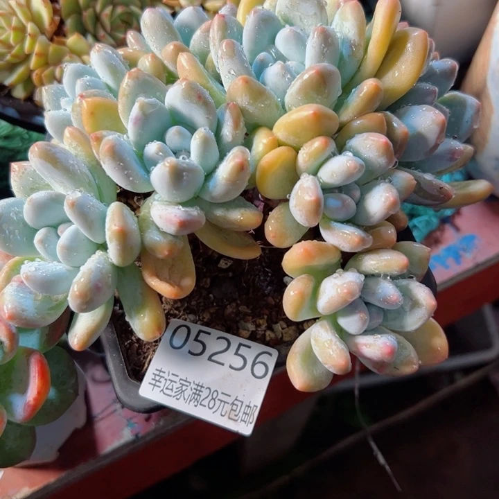 幸运的是我还没遇到过