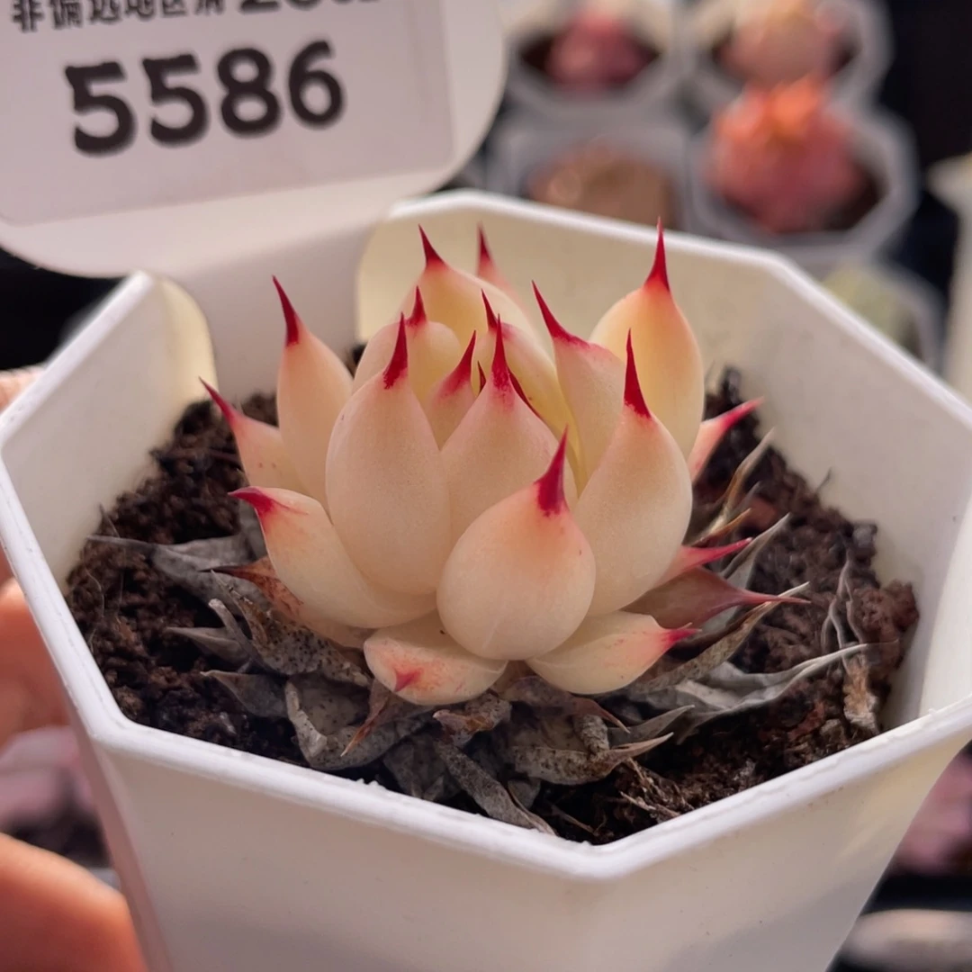 托斯卡内利5586-4.0厘米