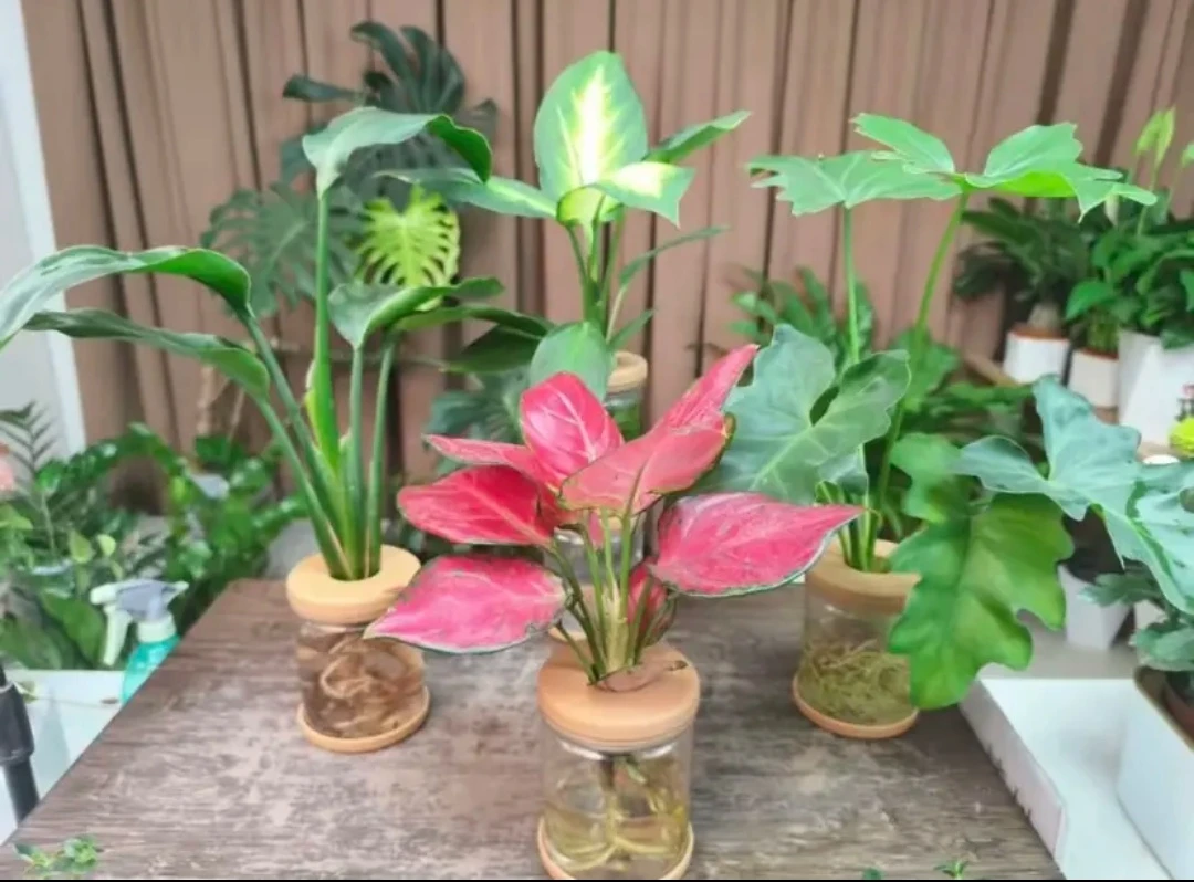 【新疆包邮】水培绿植家居四件套