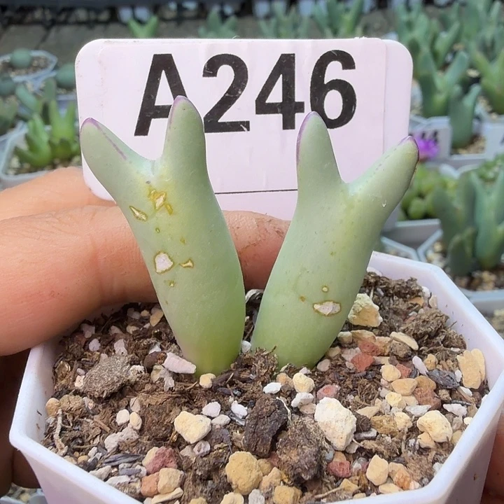 246。满38包邮肉锥