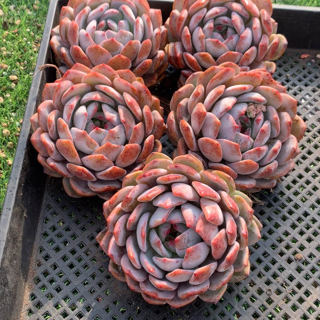 553橙子多肉植物组合