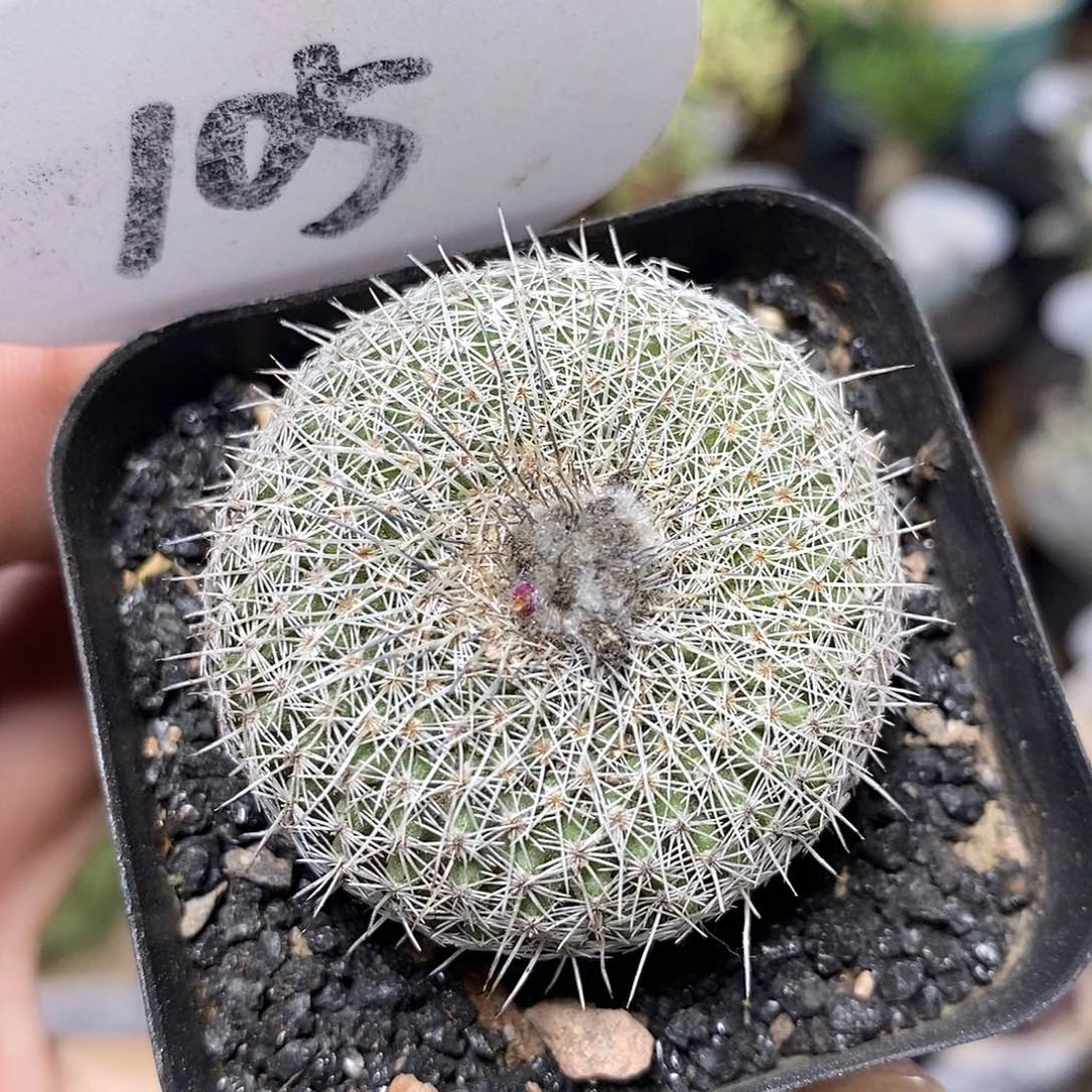 乌月丸4cm105号