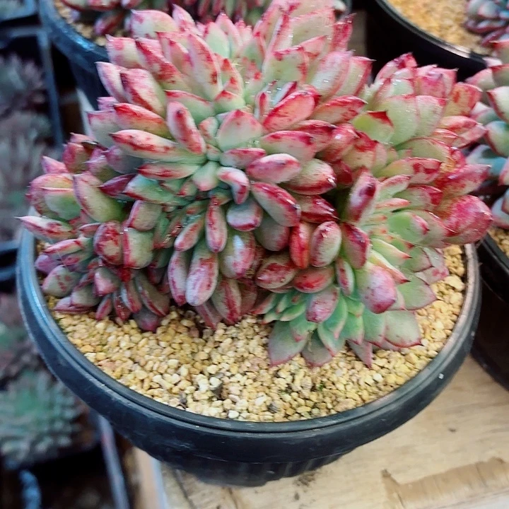 红拉糖缀化精品多肉盆栽