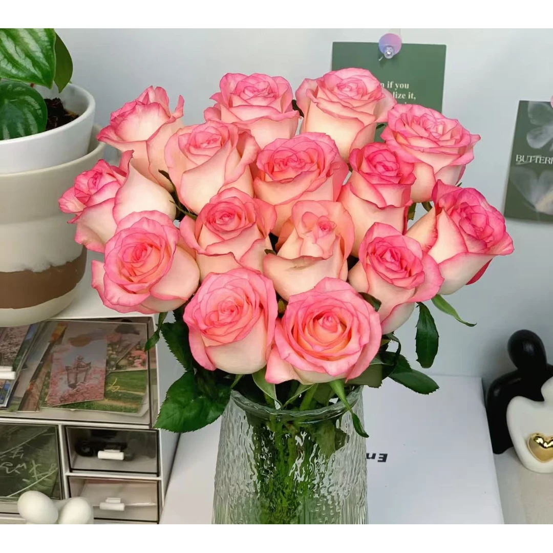 【艾莎玫瑰】云南优选鲜切花昆明基地直发家用插花节日