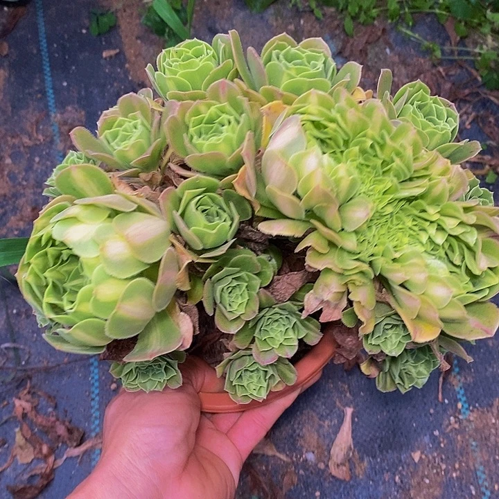 翡翠琉璃缀多肉植物法师