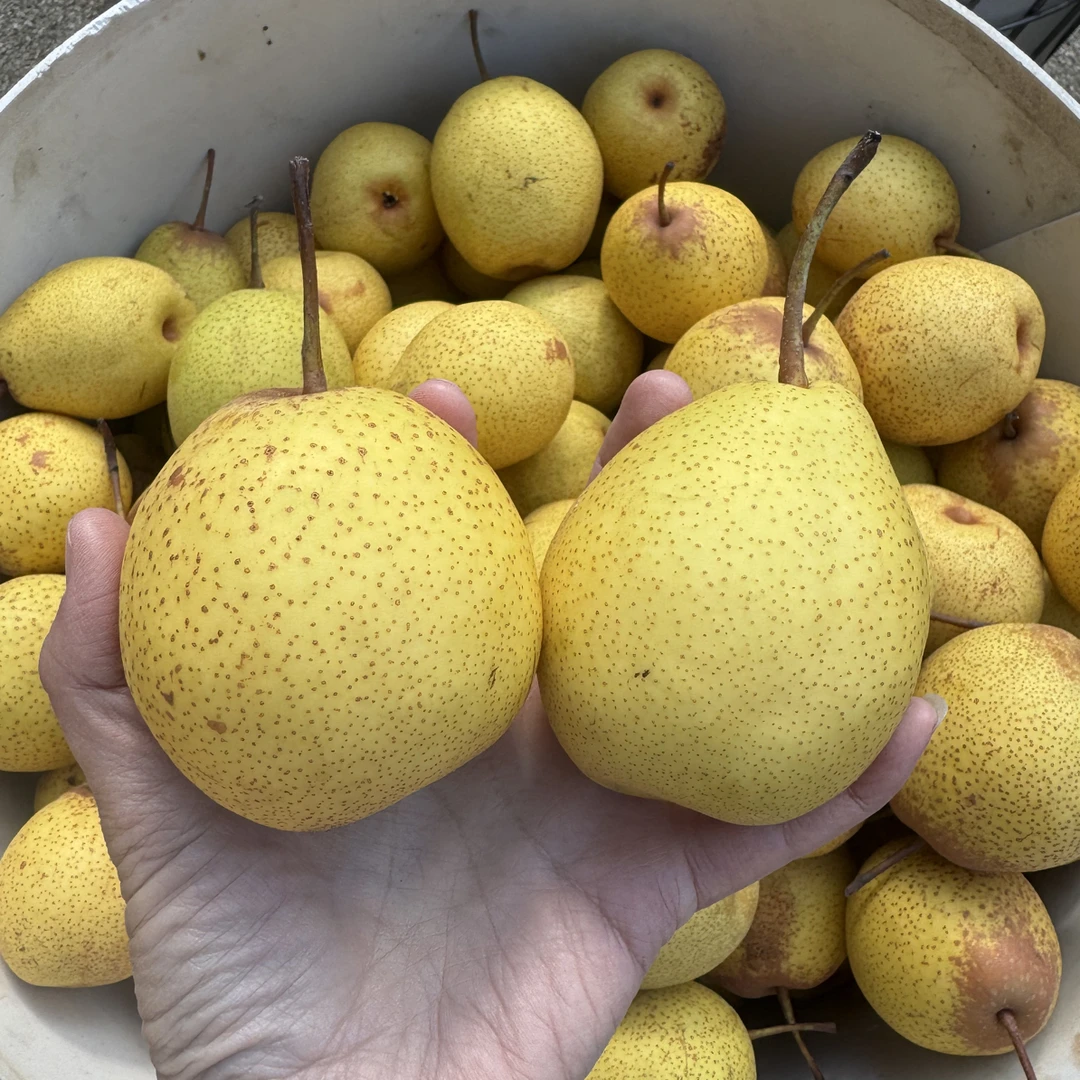 绥中白梨皮薄肉厚脆甜多汁鲜嫩现摘现发应季水果