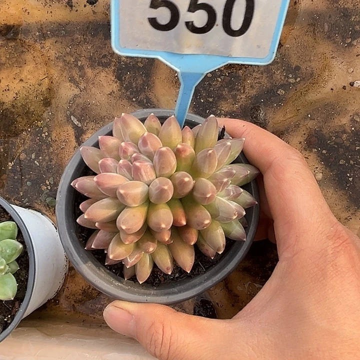 多肉植物伊卡鲁斯550