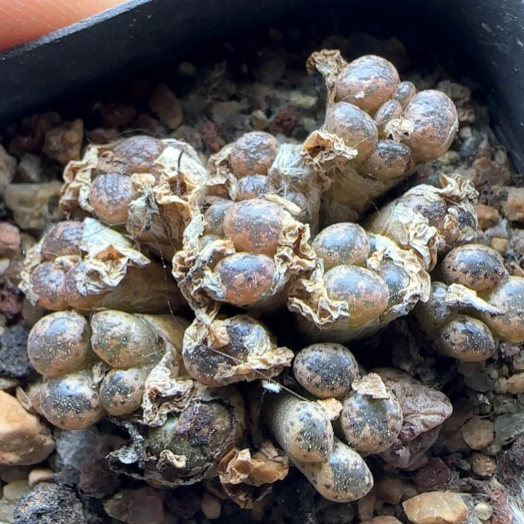 开播福利来啦39428