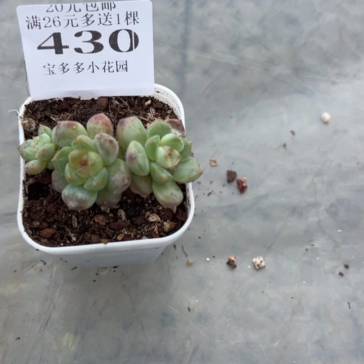 430号叶片微瑕量拍多肉满20元包邮满26送一颗