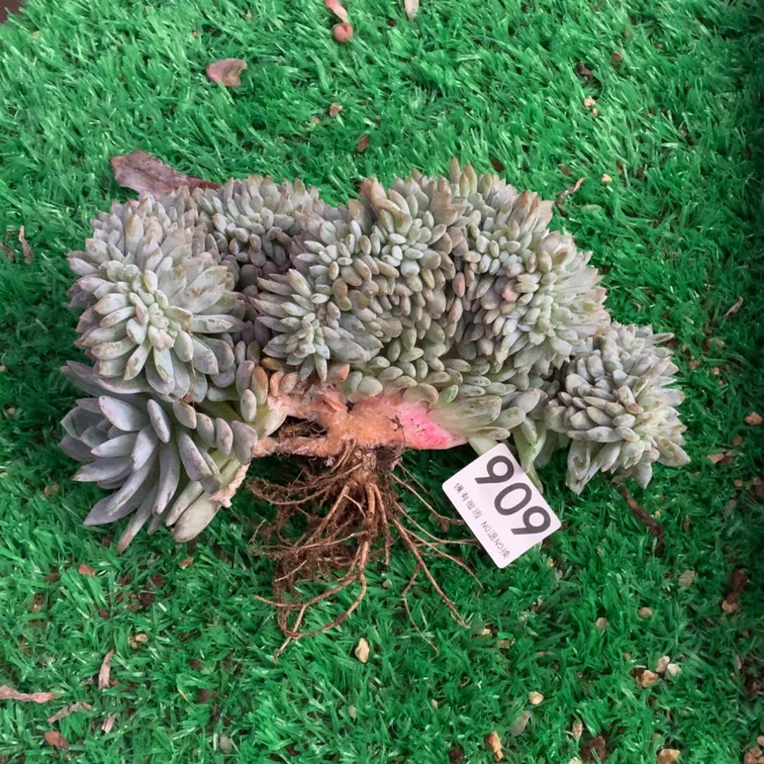 909橙子缀多肉植物