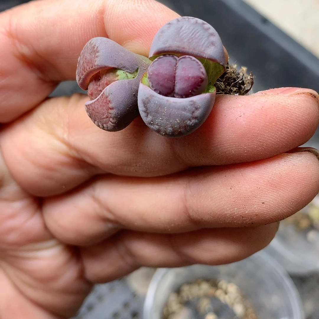 E163多肉植物保护