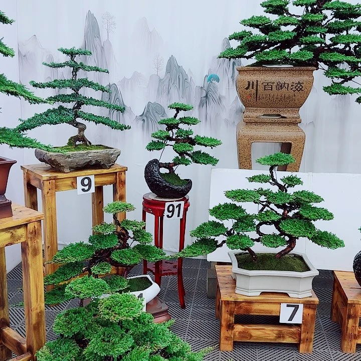 无花朵松柏盆景一物一拍