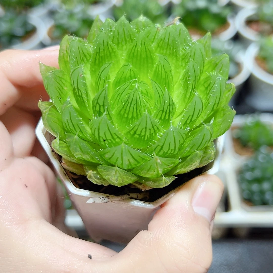 樱水晶原盆原土发货