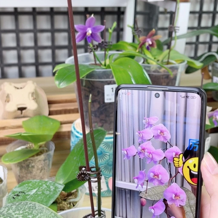 完全开放古董西雷利-花超级大-2044