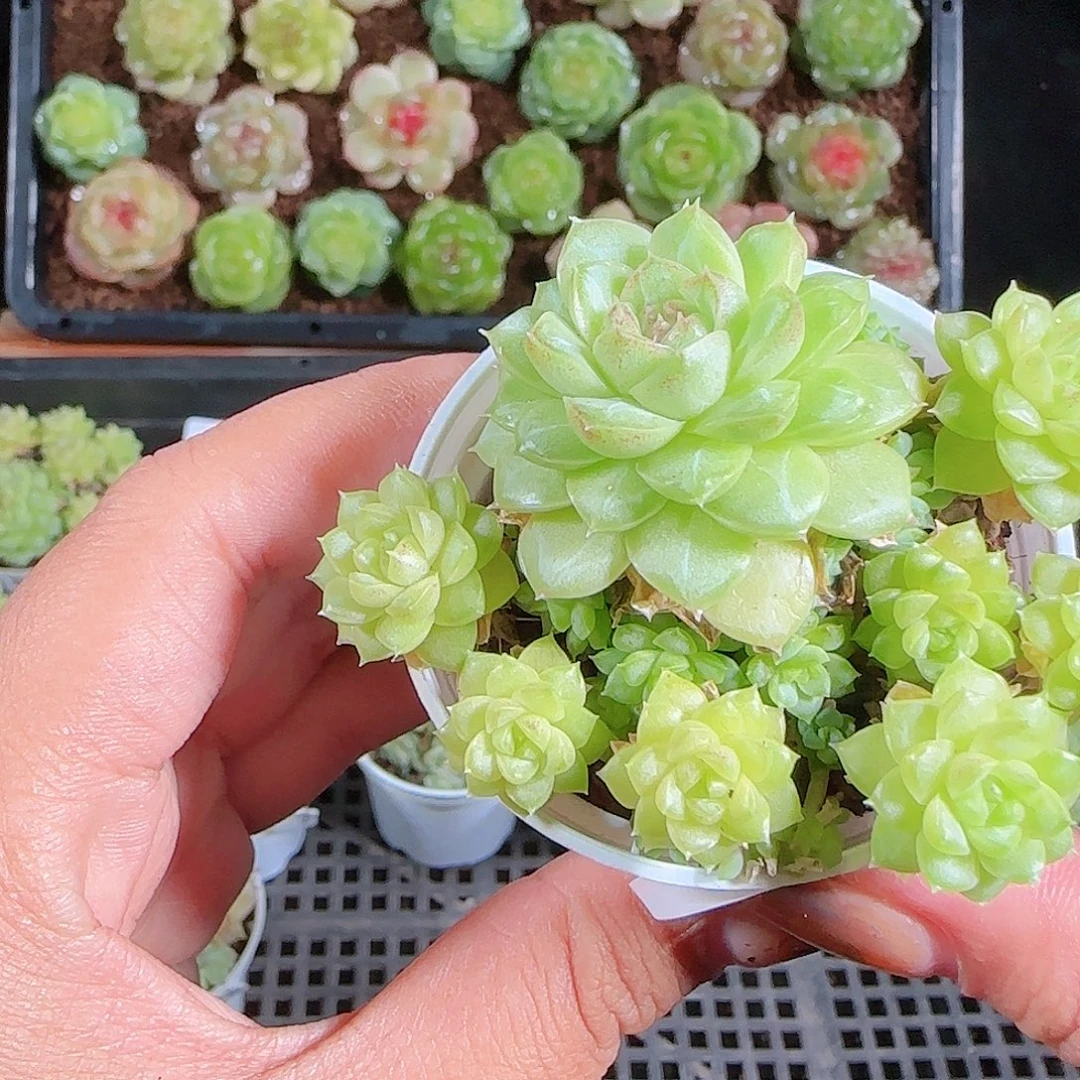 1018-55(ttp-23麦秆优选不包整