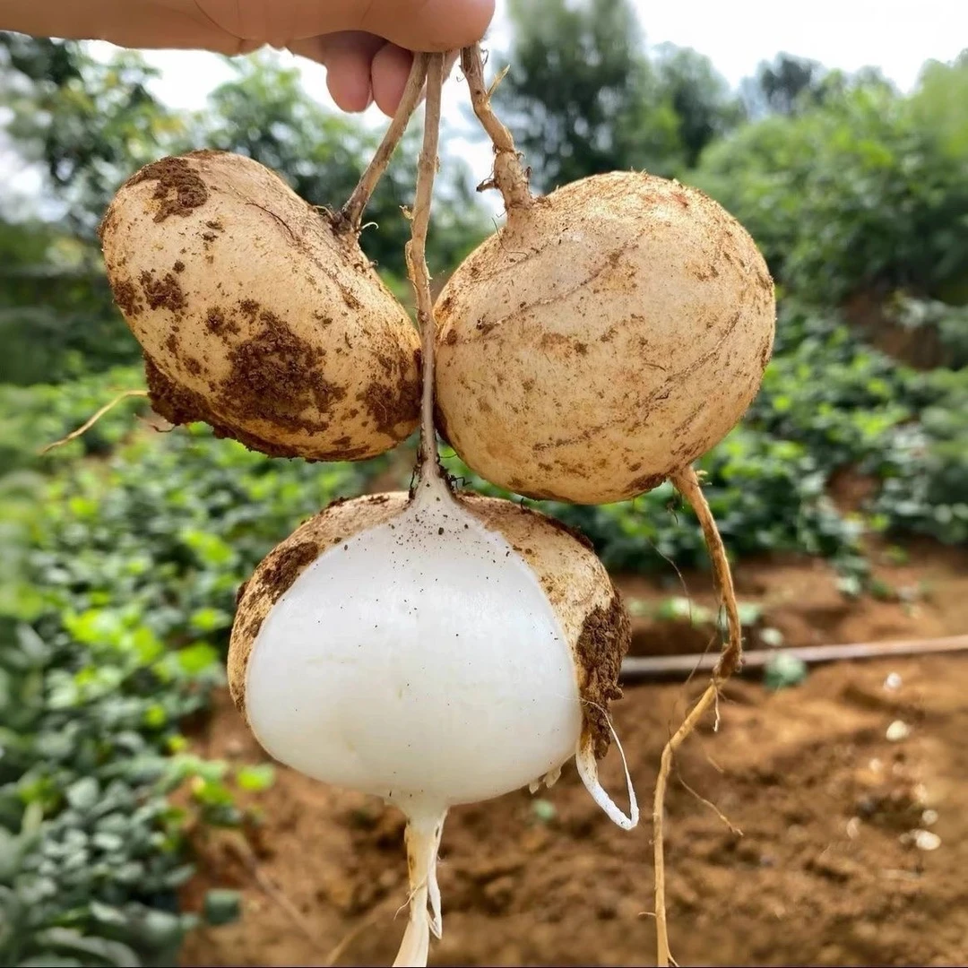 张家界桑植农家沙土地凉薯白地瓜沙葛地梨新鲜现挖