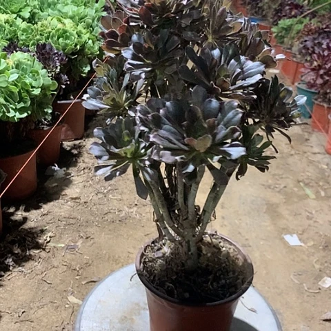 灰法师多肉植物法师2