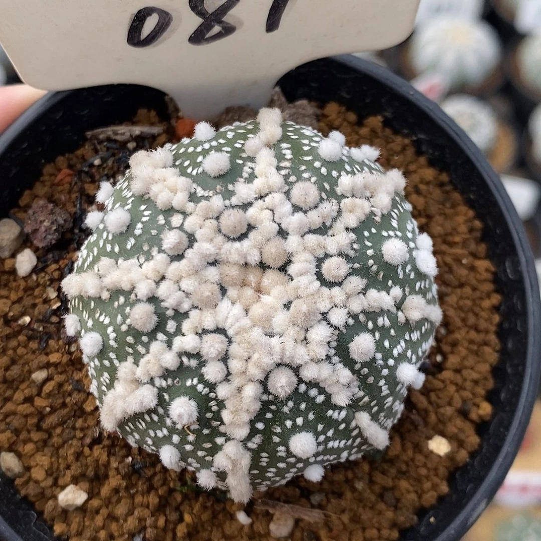 087花园兜系列产品的