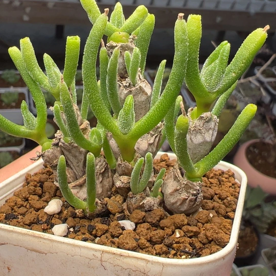 20头左右兔耳朵碧光环带盆