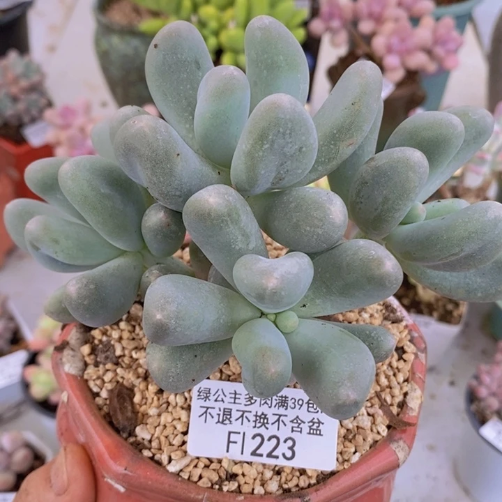 米可奶10cm223多肉植物
