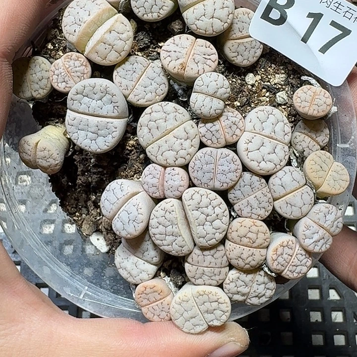 17 多肉植物多肉植物