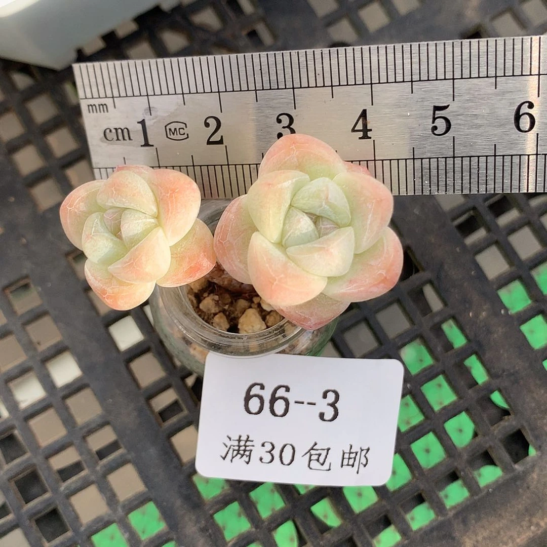 3。小脸长腿冰玉。玻璃瓶
