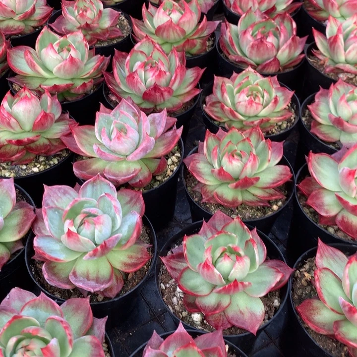 拉丝锦惊鸿仙子多肉植物两单包邮