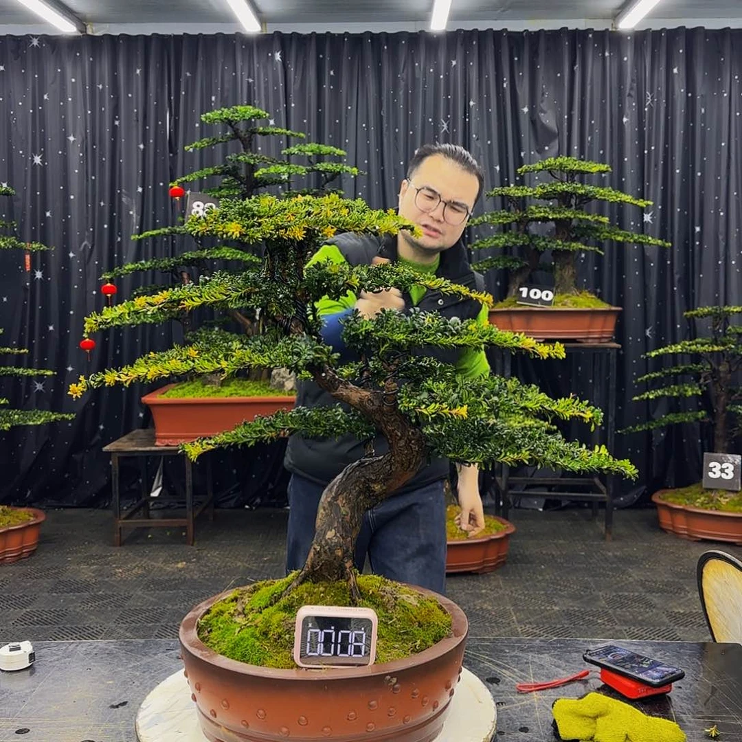 盆景罗汉松造型盆景