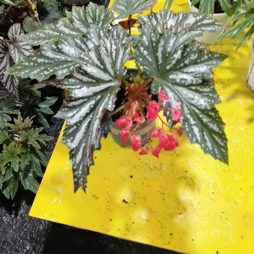 秋海棠老桩热销款好看好养耐热室内观叶桌面盆栽轻微叶损无售后