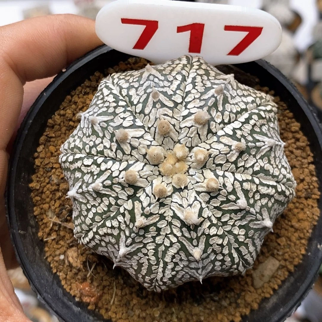 717福利特价咯啦吧哦