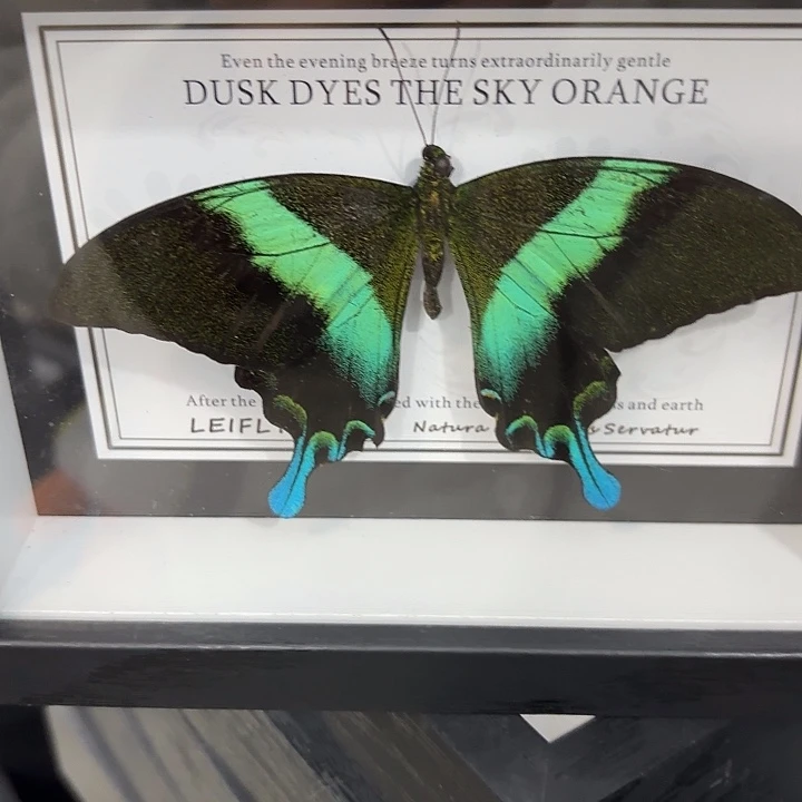 1***蝴蝶标本定制320@