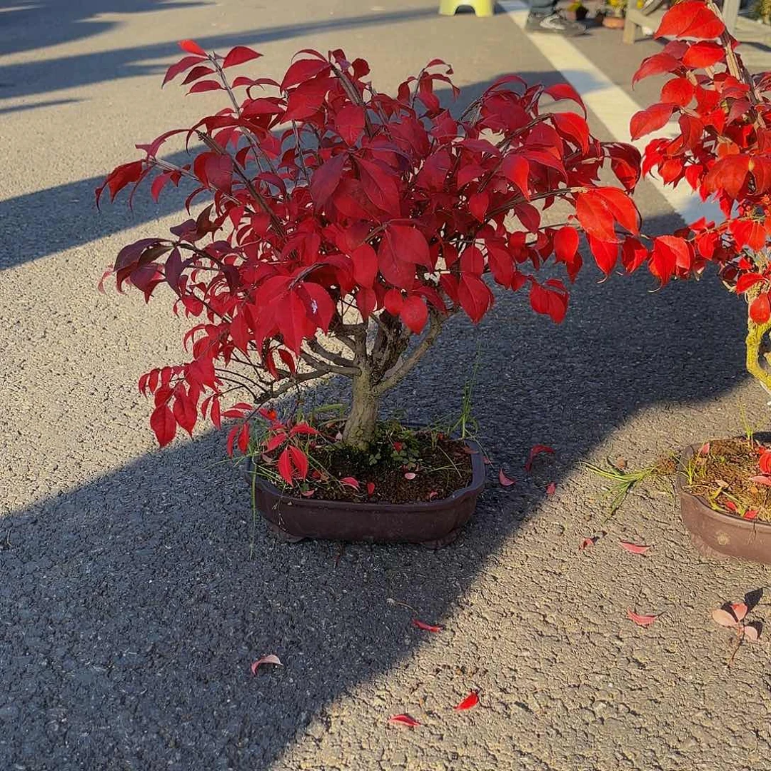 完全开放卫矛盆景造型盆栽花卉