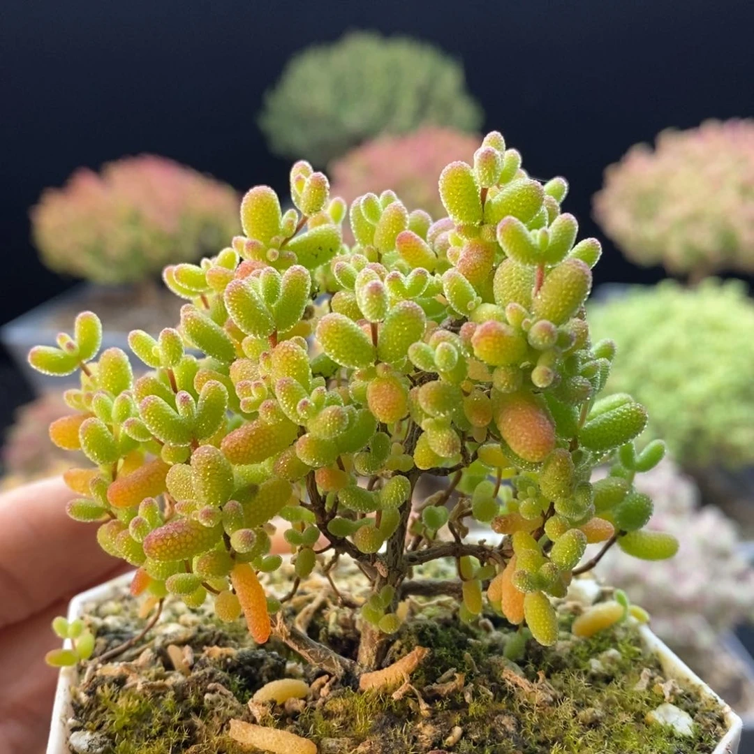773金橘糖球。