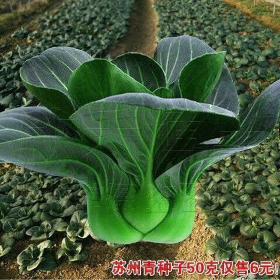 黑叶苏州青种子矮脚青梗菜种子春秋冬都可种植上海青不生虫菜种子